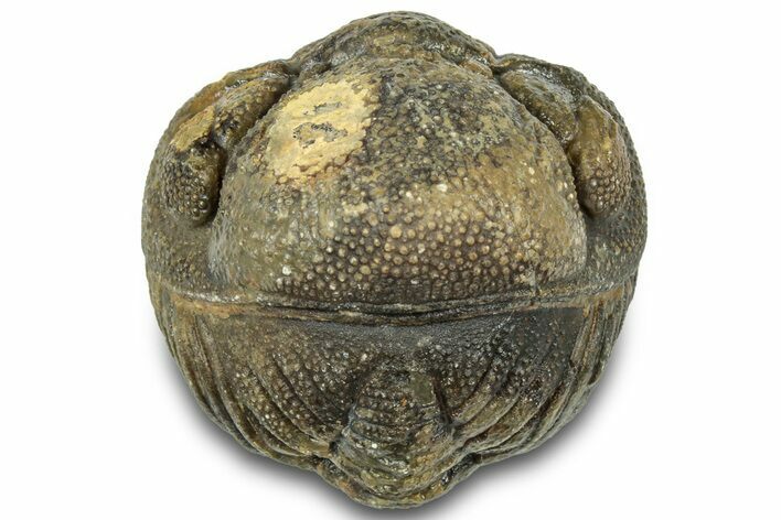 Wide, Perfectly Enrolled Morocops Trilobite - Morocco #323195